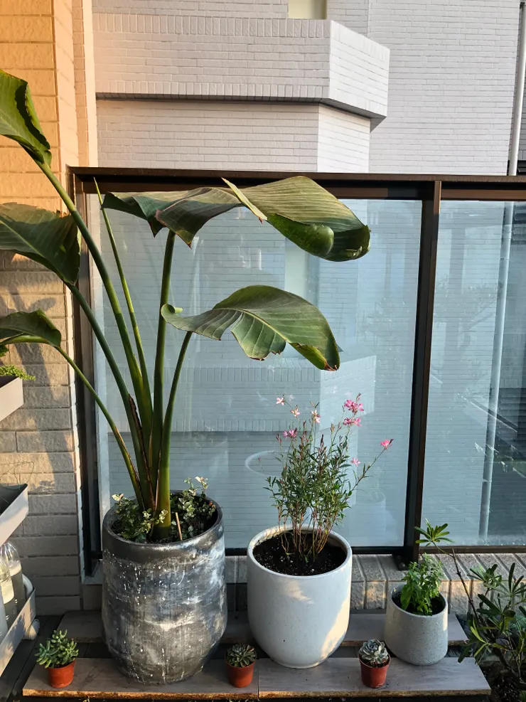 看到天堂鳥下的草嗎？如果它長成一片粉紅海該有多美