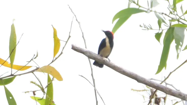 朱背啄花鳥 Scarlet-backed flowerpecker