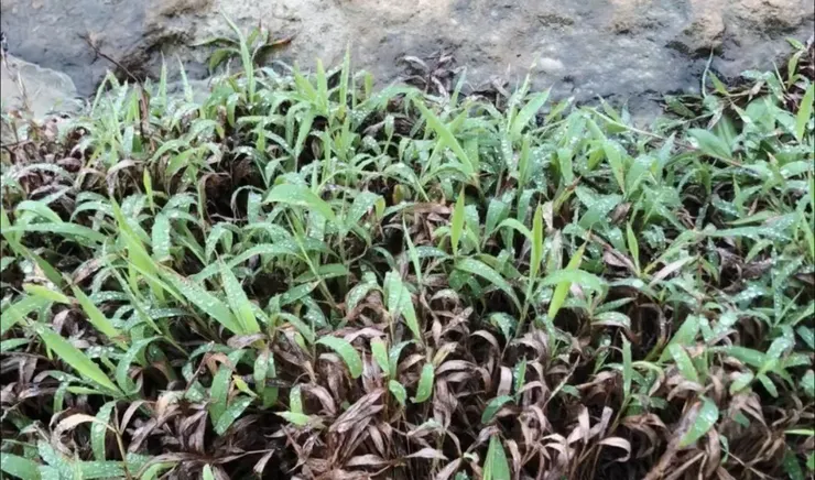 留給天空與草地，一道無聲的答案。