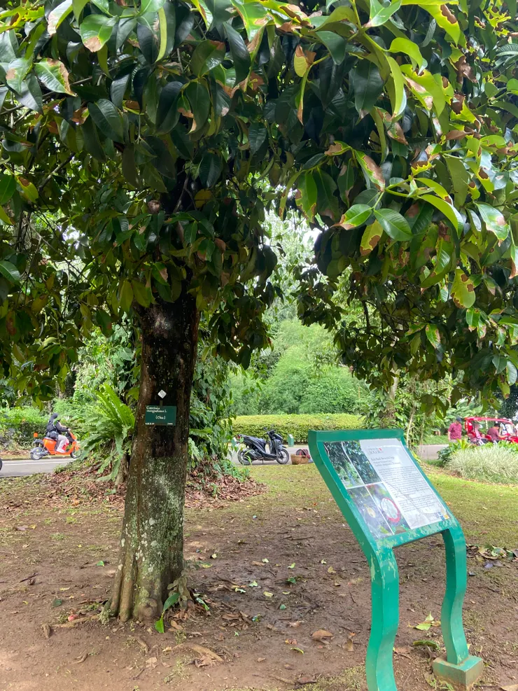 我愛的山竹！原來你來自這棵樹～～