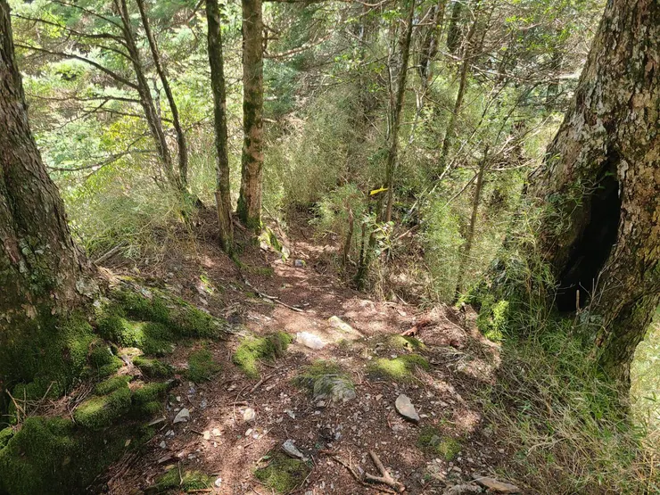 過倒木後一開始好走的明顯稜線路