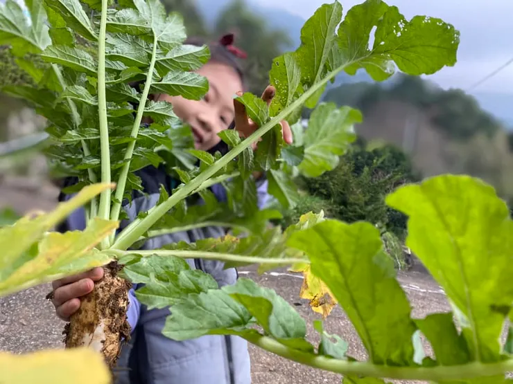 這一顆顆土壤包覆、身體白胖胖、葉子綠油油的小寶貝，是在陽明山國家公園保護區內、引第一道山泉水灌溉的風動草有機農園裡，緩緩生長的抗癌之王：白蘿蔔。