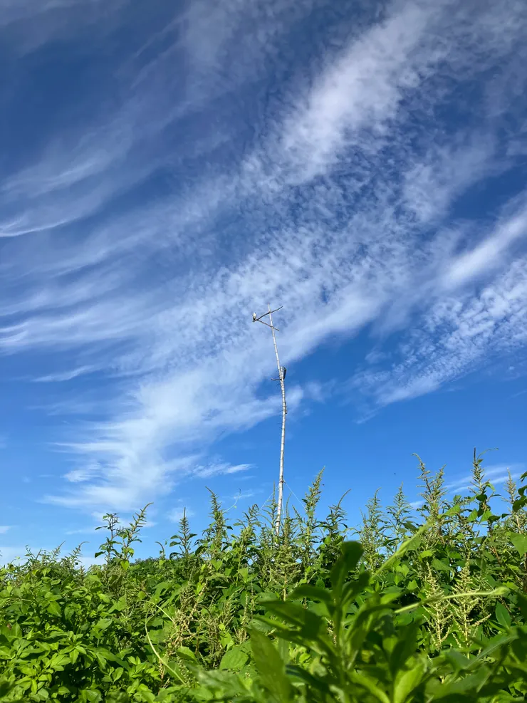 蹲著除草時與阿鳶對視