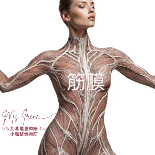 筋膜就像緊身衣