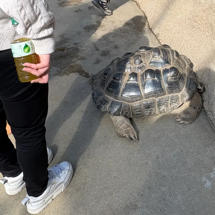 橫在走道上的陸龜