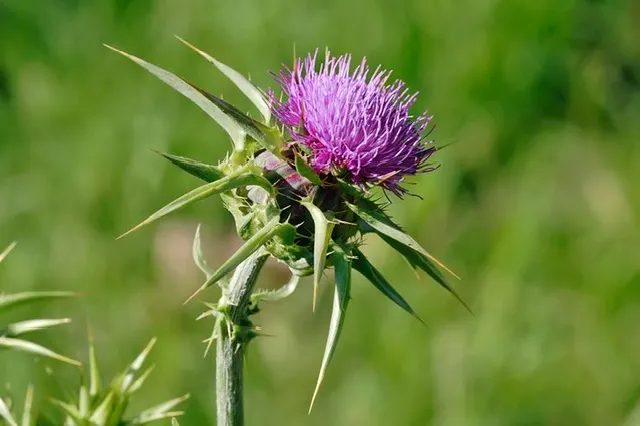 Scotch Thistle (網路圖片）