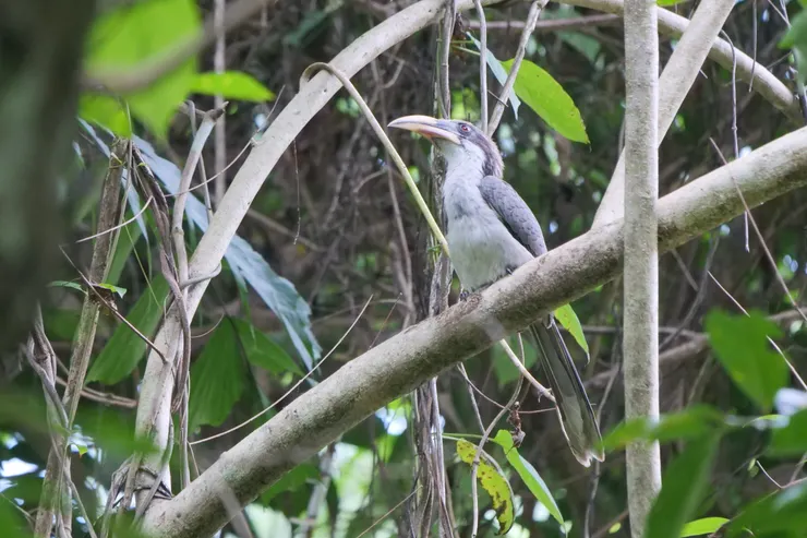 再度遇上Sri Lanka Grey Hornbill