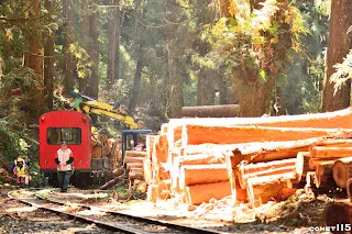木材與運材列車