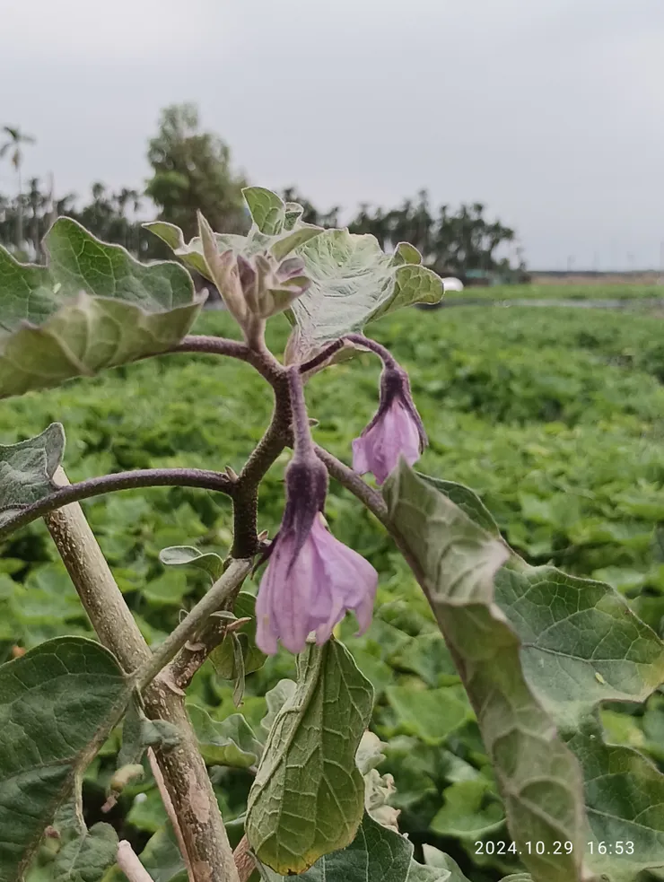 茄子的花，自拍攝