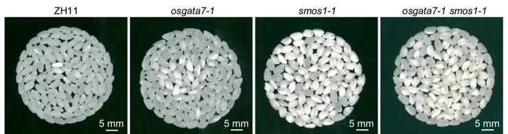 影響稻米口感的兩個基因，造成白粉率變高。圖片取自期刊