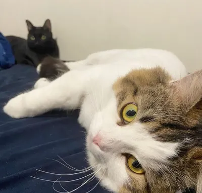 杏仁醬與黑豆米