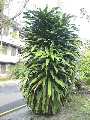 src