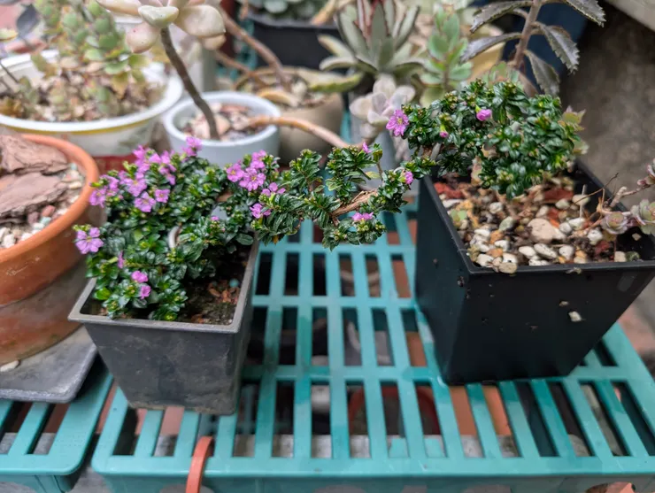 雪茄花，沒換盆，實體實在好看，可玩性高，但拍不出來