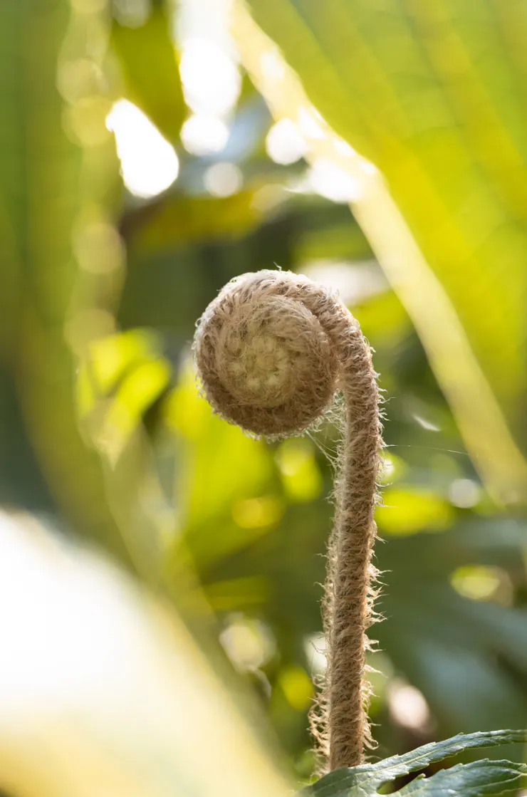 逆光的蕨幼葉(Leica M10-R+ APO-SUMMICRON-M 35 f/2 ASPH.)