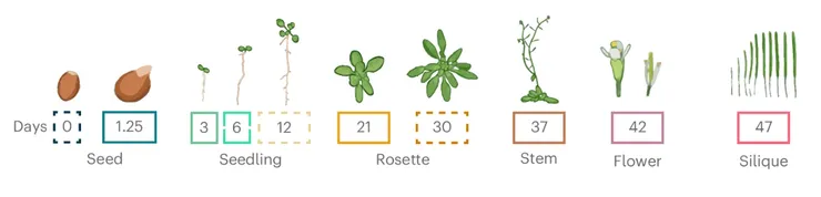 圖片擷取自Nature Plants