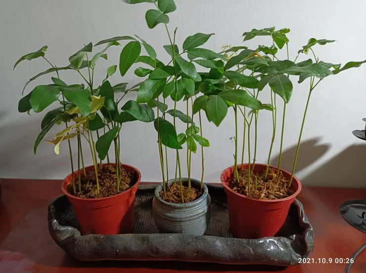 神秘女子的成果