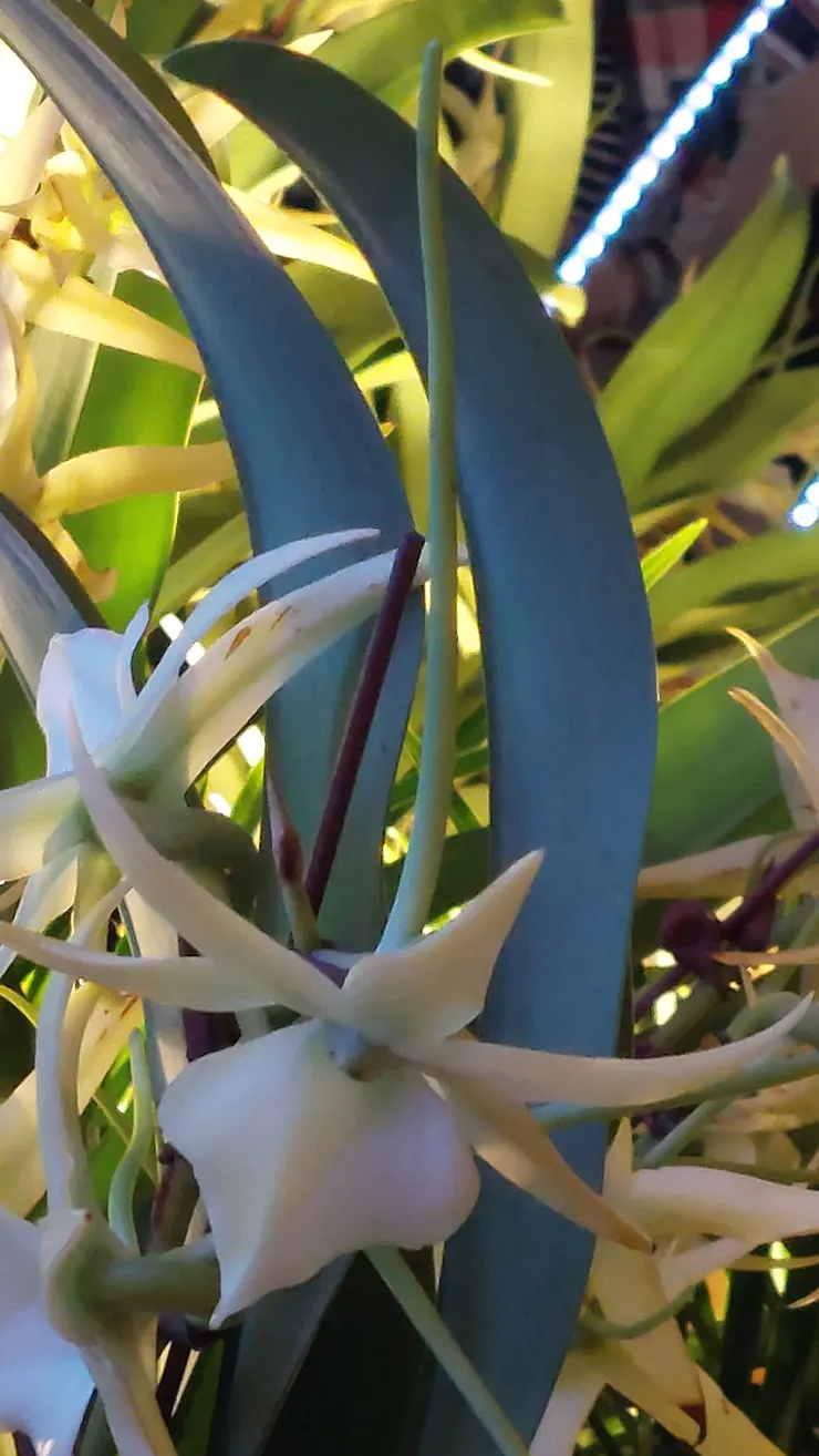 大彗星風蘭，是一種充滿傳奇色彩的蘭花，是2023台灣國際蘭展的主題。只可惜大彗星蘭的花色並不鮮艷，很容易就被其他更美艷的蘭花壓過風采。