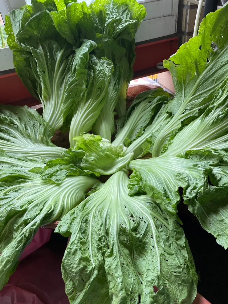 清洗晾乾曬軟的芥菜