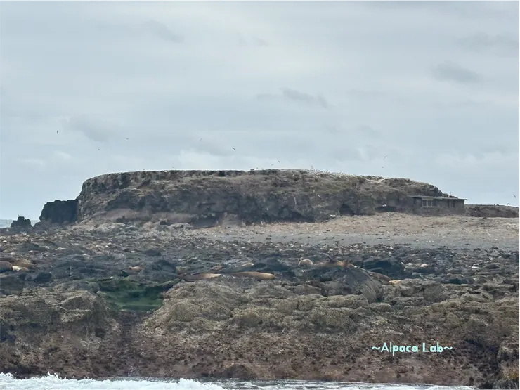 上面棕色一點一點的都是!而且這只是一角,還有大概兩倍的石頭拍不進畫面XD