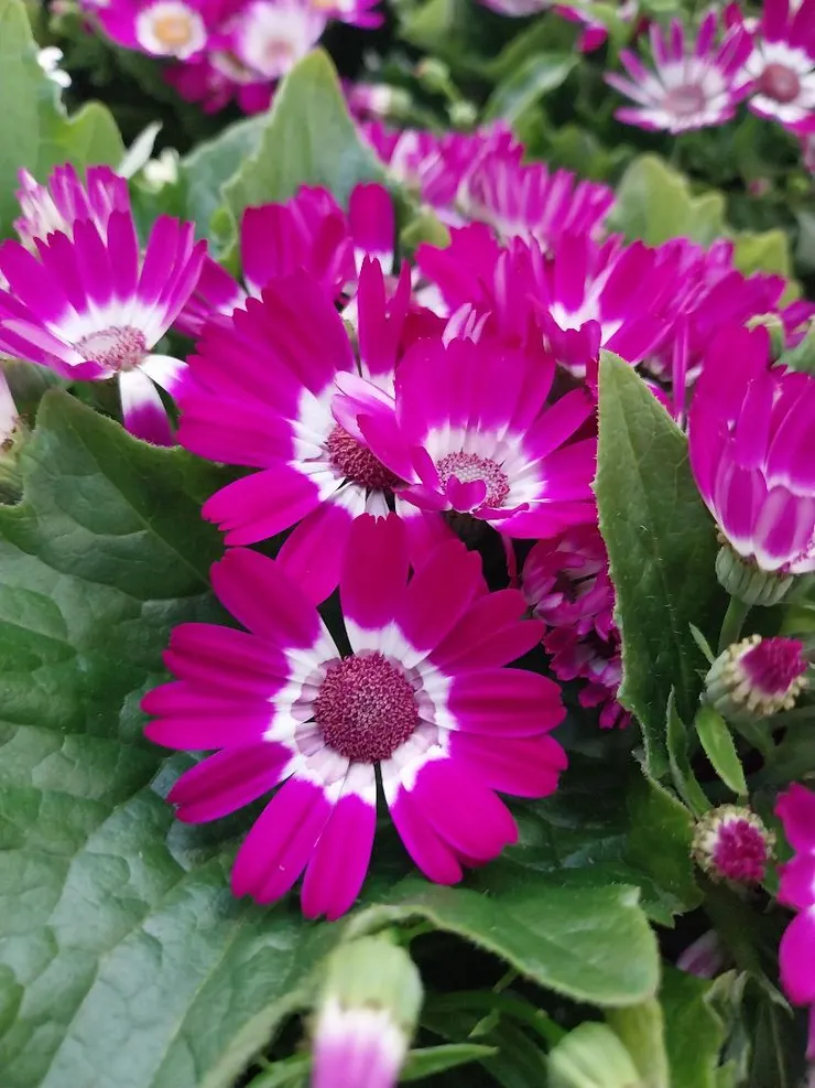 瓜葉菊Pericallis hybrida