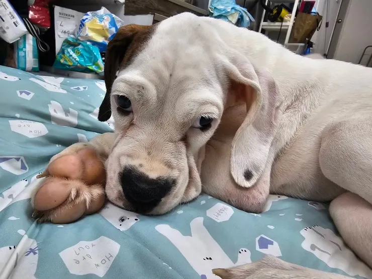 跟安妮只有一周不到緣分的泰森，因洋蔥中毒離世