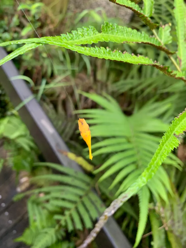 吊在空中的黃葉