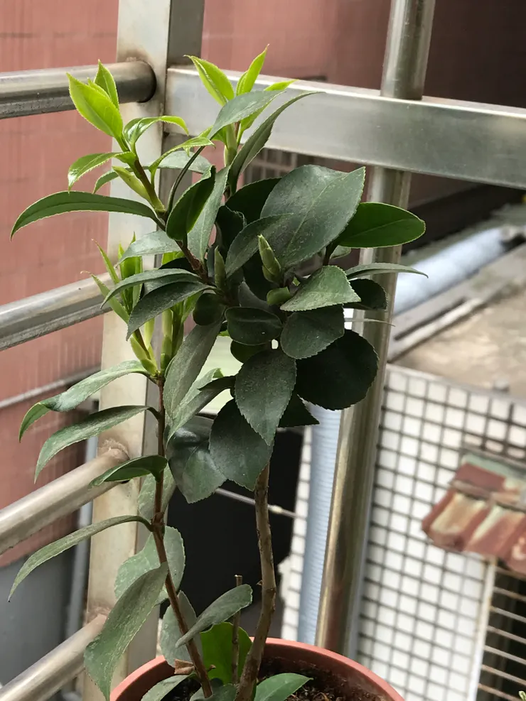 茶花近況 2024-3-13拍攝