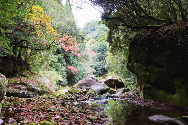 終於下切至溪谷，遠處的楓樹，美得讓人不得不停下腳，記錄這季節最美的一刻。