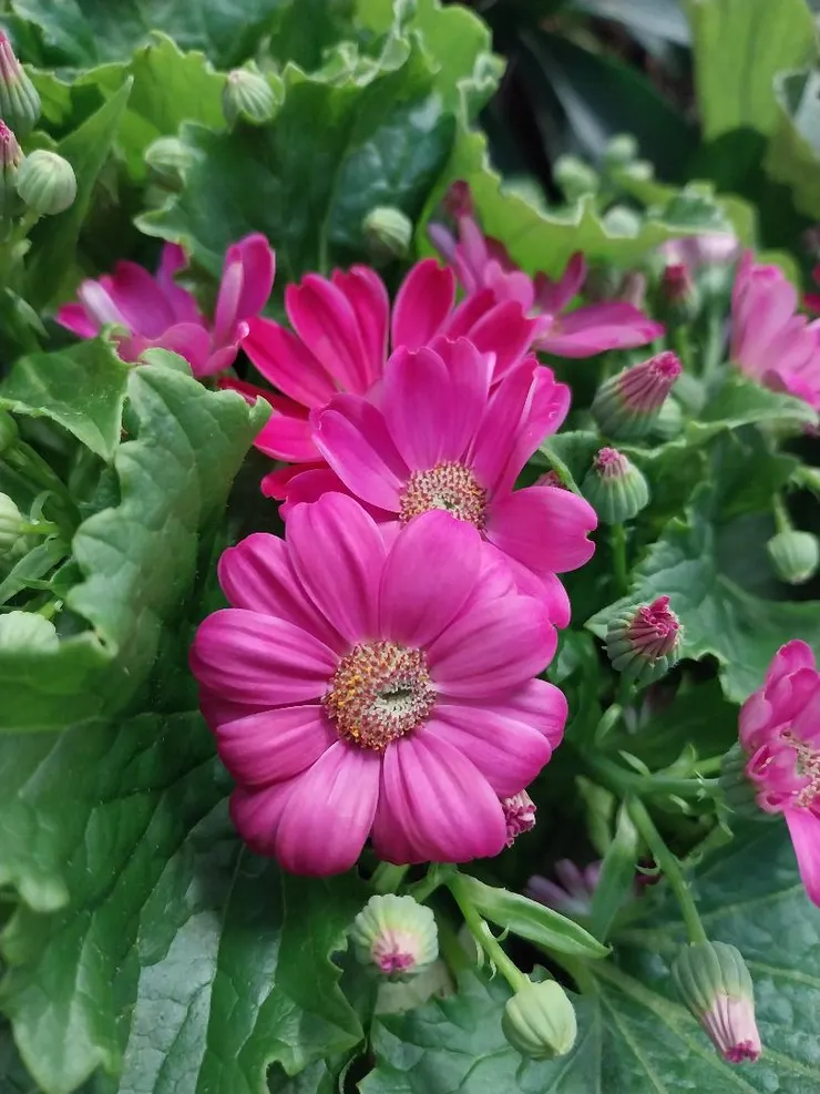 瓜葉菊Pericallis hybrida