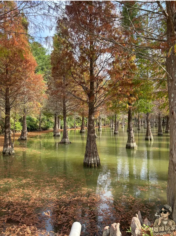 美麗的落羽松，竟隱藏著生態平衡的隱憂。