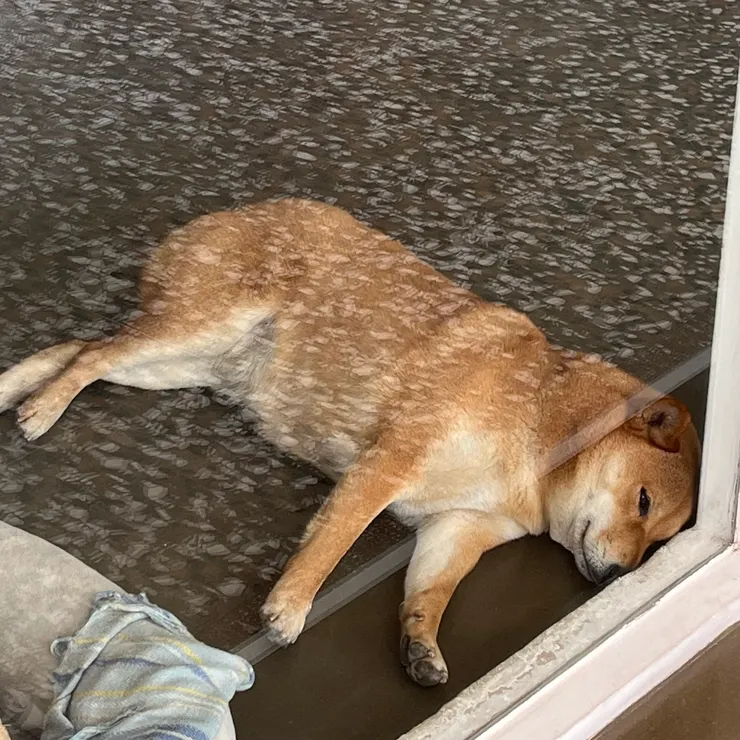 每天經過這隻狗都在睡覺，羨慕