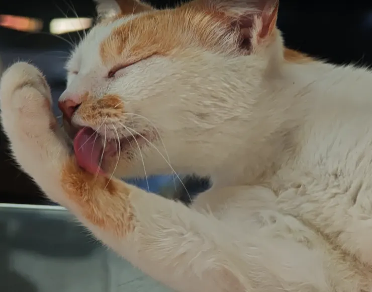 貓咪先舔舐前掌，再用濕潤的掌部「洗臉」。這是因為貓咪無法直接舔到臉部，必須透過這種中繼方式清理眼睛與耳朵周邊，展現了高度的肢體協調性。