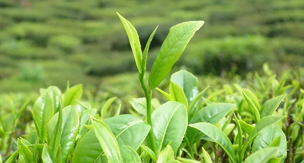 還是碧綠的葉子時候