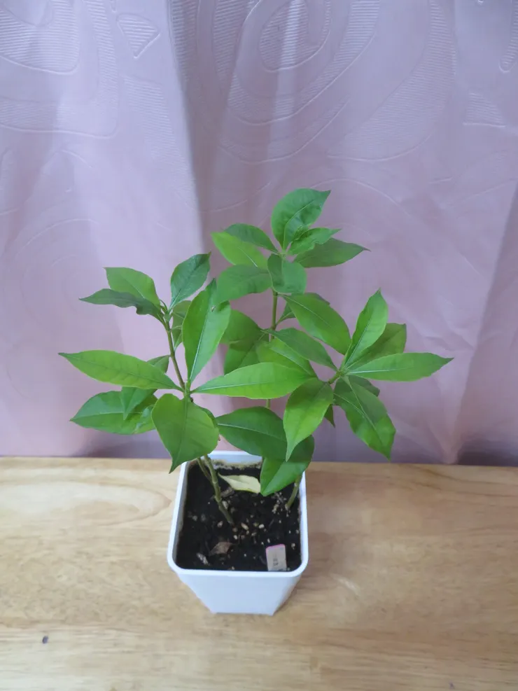 大安社大111.09.23