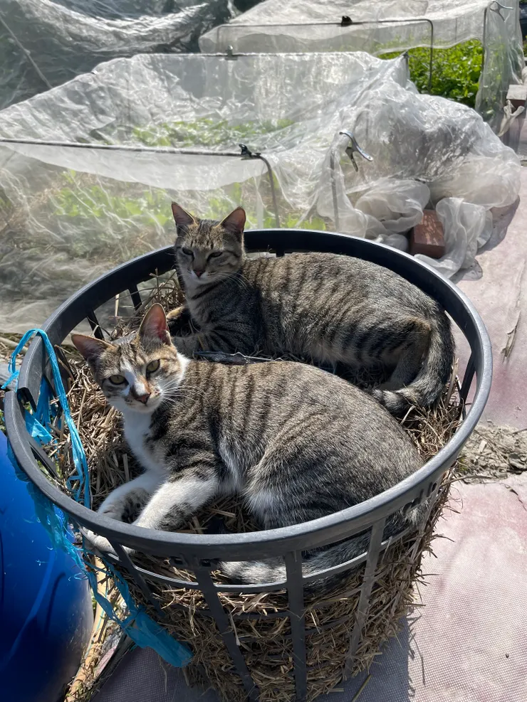 我還有四隻放養貓，這是其中兩隻。當然都有結紮，罐頭乾糧吃到飽，裡裡外外來去自如。