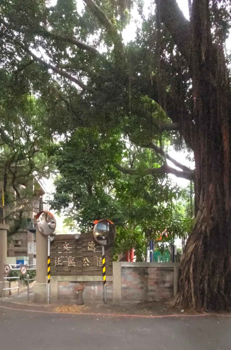 有珍貴數木列管編號的老榕樹都在文德社區公園附近