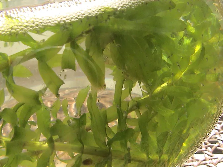 迫不及待的小魚一隻一隻出生了