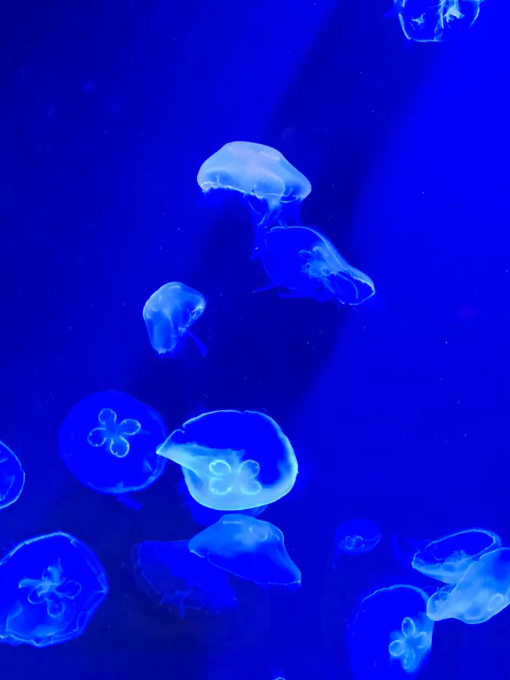 這裡的每種生物都萌到好療育！