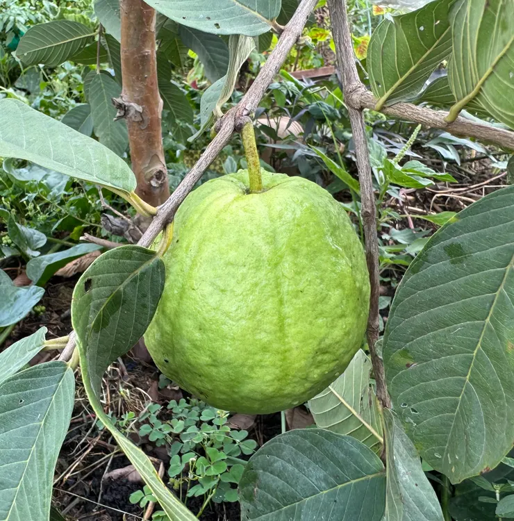 果實膨大成為超大芭樂