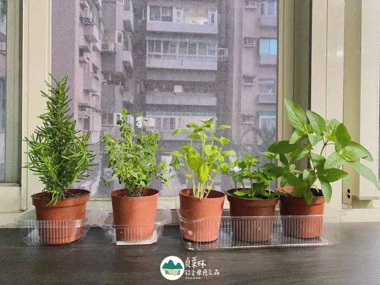 新夥伴：香草植物們，好好長大吧！