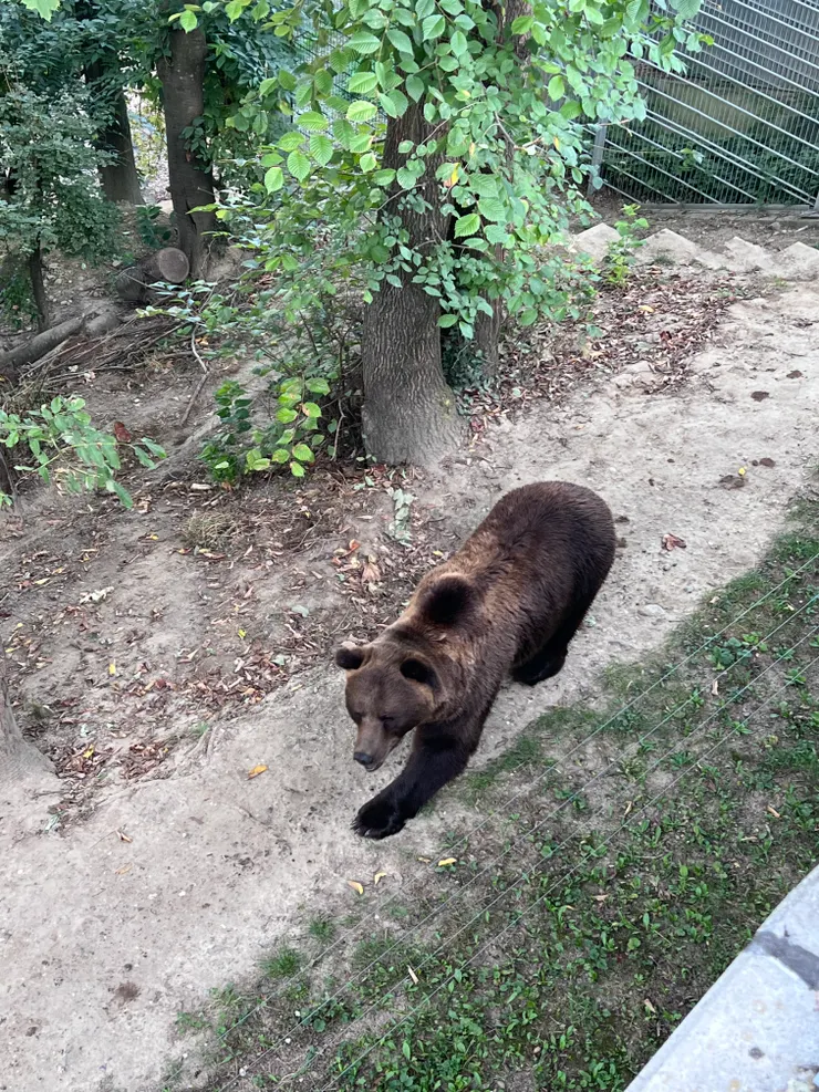 運氣不錯，看到了熊