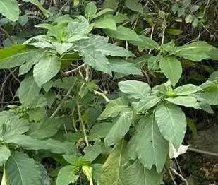 它的葉子及幼株容易被誤認成可食用的野菜
