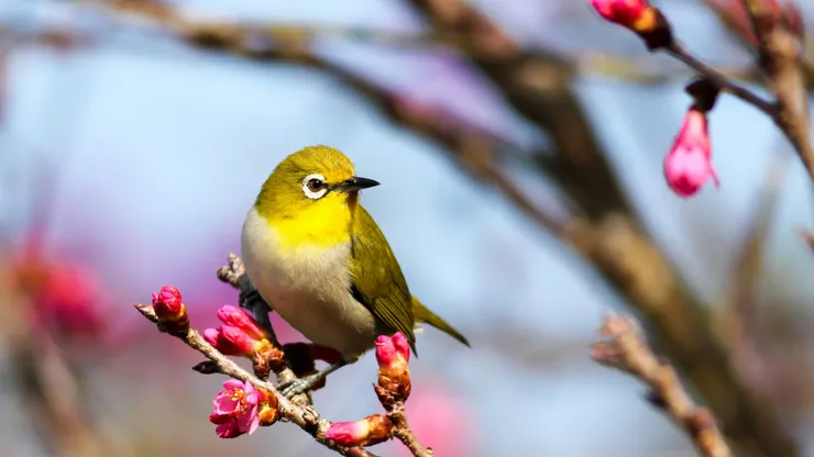 https://unsplash.com/photos/yellow-bird-on-sakura-tree-RLLR0oRz16Y