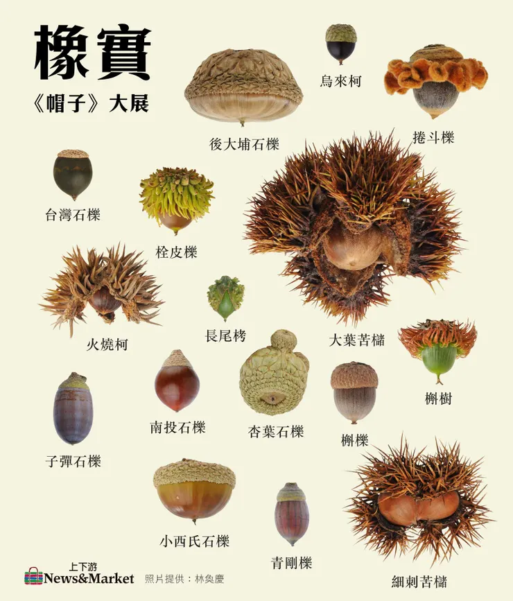 各種殼斗帽子,孩子們對刺刺的印象深刻