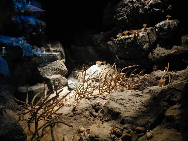 動漫中常出現的花園鰻~