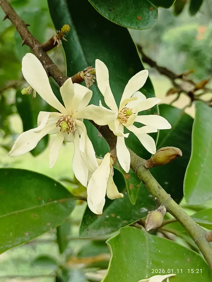 白玉蘭的花，近拍