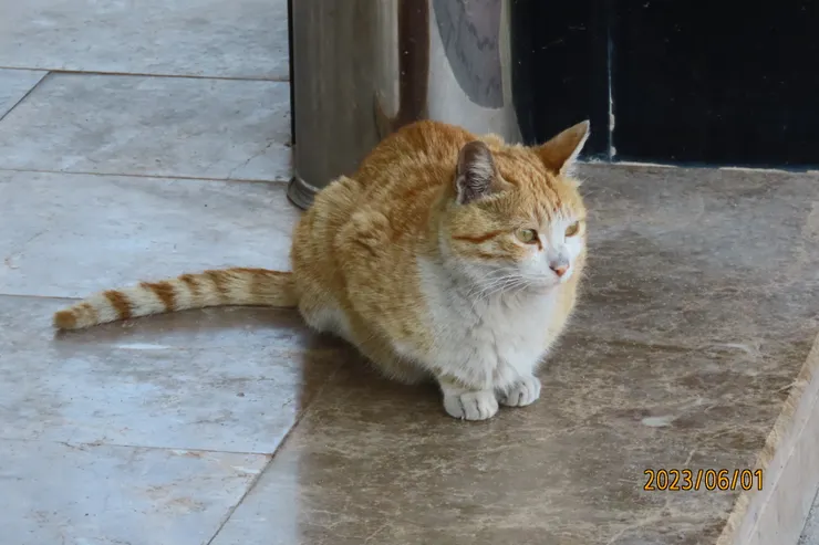 圖四: 這隻薑黃色的貓，蜷縮如一顆球，安靜的在門口守候著。