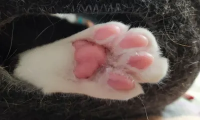 沙貓貓的貓與書與貓