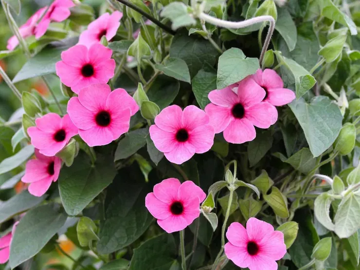 黑眼蘇珊Black-eyed Susan