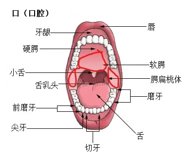 口腔深處的探索，可以著重要上顎後端與兩頰的觸覺感受，也就是圖上的紅圈處。用龜頭去重覆的點頂這些區域。做深喉時，陽具沿著上顎(中間的紅圈圈)滑進去，會比較簡單。圖片取自維基百科